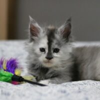 velverosa de la chatterie du valhacoon maine coon velverosa de la chatterie du valhacoon maine coon