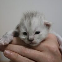 winry de la chatterie du valhacoon winry de la chatterie du valhacoon