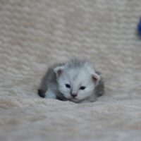 winry du valhacoon maine coon winry du valhacoon maine coon