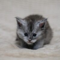 ymir du valhacoon maine coon