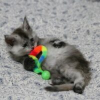 ymir de la chatterie du valhacoon maine coon