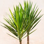 Le yucca