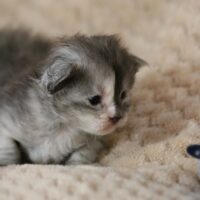 zeniba de la chatterie du valhacoon zeniba de la chatterie du valhacoon