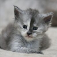 zeniba du valhacoon maine coon zeniba du valhacoon maine coon