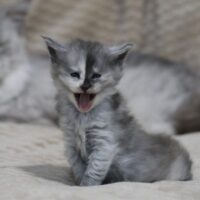 zeniba de la chatterie du valhacoon maine coon zeniba de la chatterie du valhacoon maine coon
